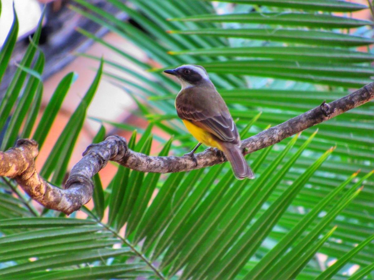 Pousada Anaue Cipo Serra do Cipo National Park Kültér fotó